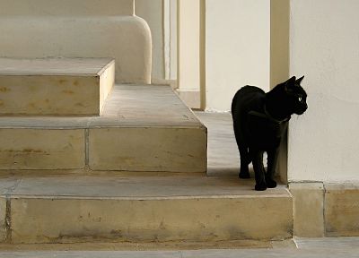 cats, stairways - duplicate desktop wallpaper