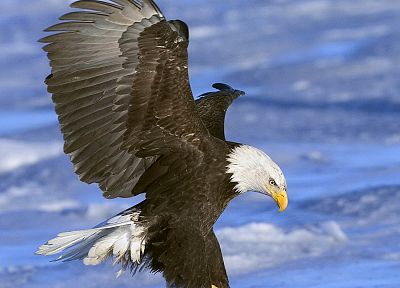 birds, eagles, bald eagles - desktop wallpaper