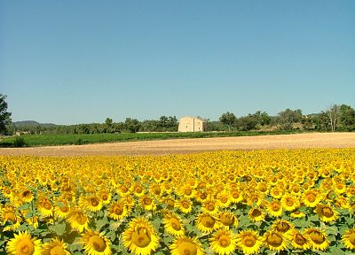 flowers, fields, sunflowers - duplicate desktop wallpaper