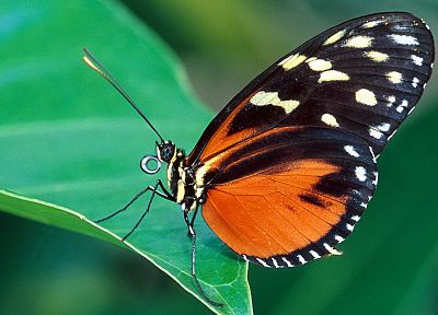 nature, insects, butterflies - desktop wallpaper