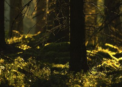 nature, trees, forests, grass, plants - random desktop wallpaper