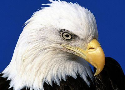eagles, bald eagles - desktop wallpaper