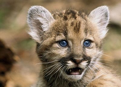 animals, cubs - duplicate desktop wallpaper