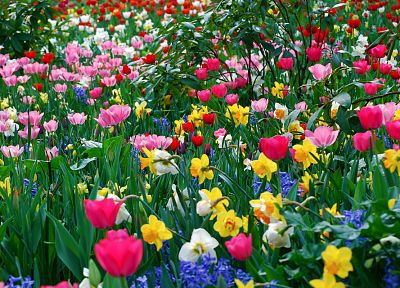 multicolor, flowers, spring, tulips - desktop wallpaper