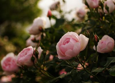 flowers, plants, roses, pink flowers - desktop wallpaper