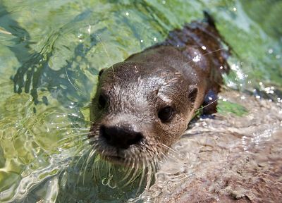 water, animals, otters - random desktop wallpaper