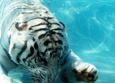 animals, white tiger - duplicate desktop wallpaper
