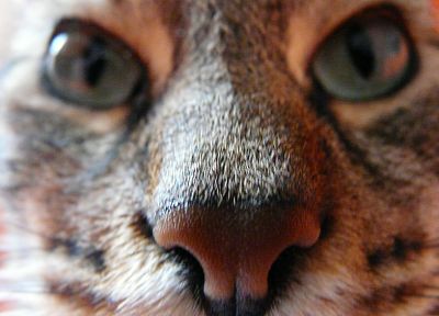 cats, animals, Portugal - random desktop wallpaper