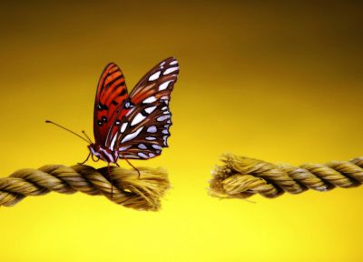 insects, landing, ropes, butterflies - desktop wallpaper
