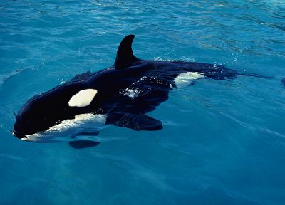water, animals, killer whales - desktop wallpaper