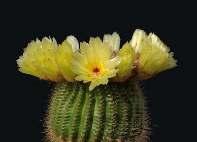 nature, flowers, plants, cactus, cactus flowers - related desktop wallpaper