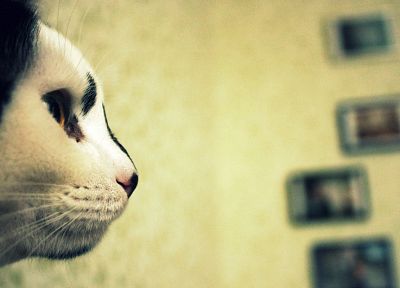 cats, animals - random desktop wallpaper