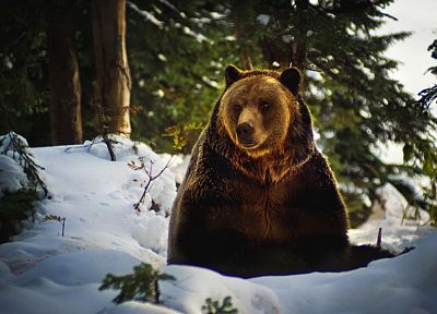 winter, snow, trees, animals, bears - desktop wallpaper