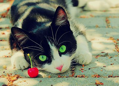 nature, cats, animals, cherries, green eyes, feline, pets - related desktop wallpaper