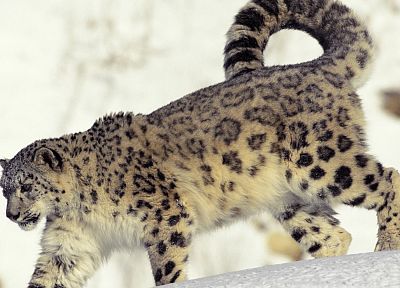 animals, snow leopards - related desktop wallpaper