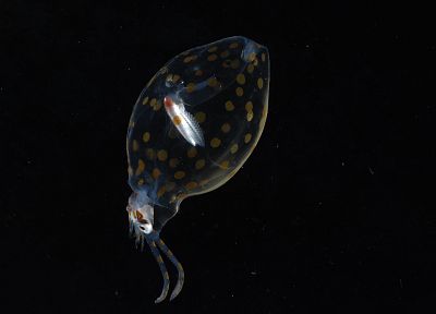 animals, squid, underwater - desktop wallpaper