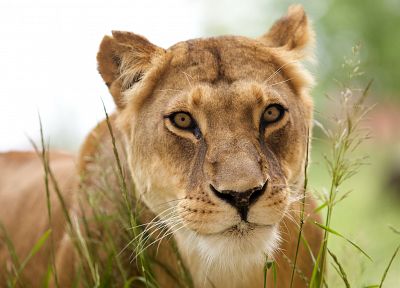 animals, lions, mammals - desktop wallpaper