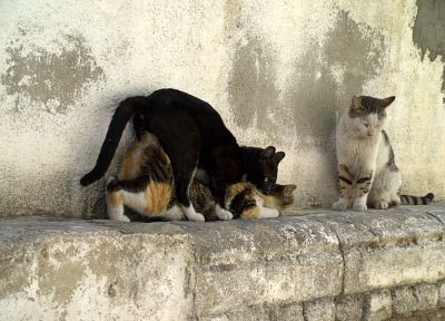 cats, wall - duplicate desktop wallpaper