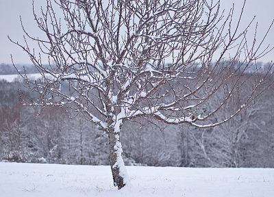 snow, trees, white - duplicate desktop wallpaper