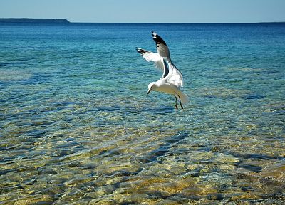 water, birds, animals, seagulls - desktop wallpaper