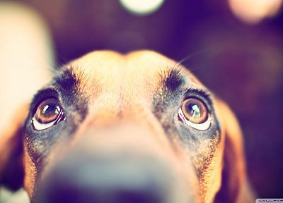eyes, animals, dogs, looking up - random desktop wallpaper