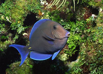 fish - related desktop wallpaper