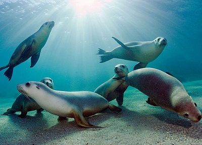 ocean, animals, low resolution, sea lions, underwater - random desktop wallpaper