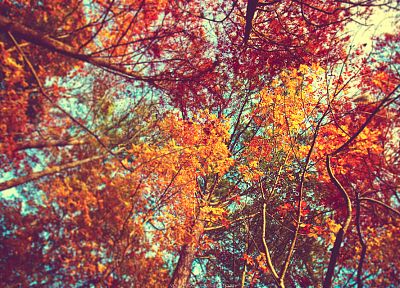 trees, autumn - desktop wallpaper