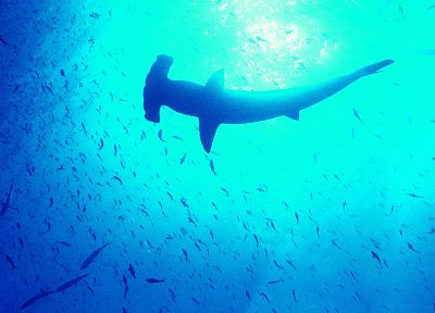 fish, sharks, Hammerhead Shark - random desktop wallpaper