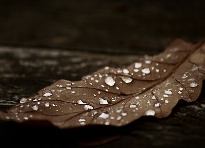 leaves, dew, fallen leaves - related desktop wallpaper