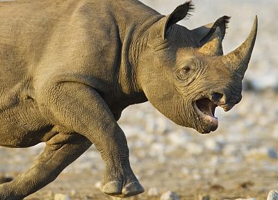 animals, Namibia, National Park, charging, black rhinoceros - random desktop wallpaper
