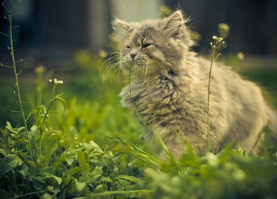 cats, animals, grass - duplicate desktop wallpaper