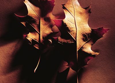 autumn, leaves, macro, fallen leaves - desktop wallpaper