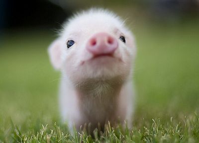 animals, grass, pigs, piglets - random desktop wallpaper