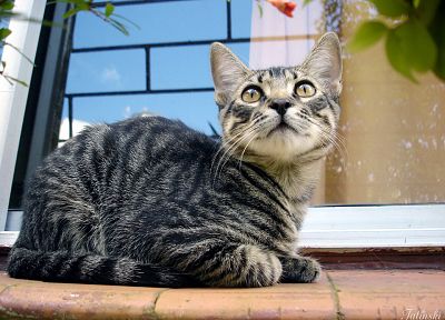 cats, animals - related desktop wallpaper