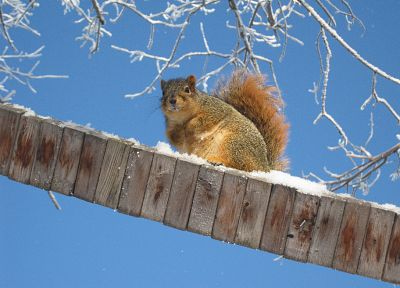 snow, trees, animals, outdoors, squirrels - desktop wallpaper