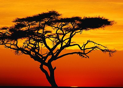 sunset, trees - duplicate desktop wallpaper