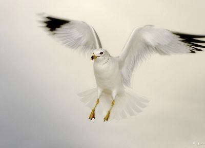 birds, seagulls - random desktop wallpaper