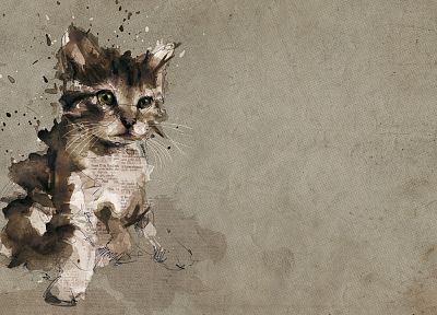 cats, animals, gray, kittens - related desktop wallpaper