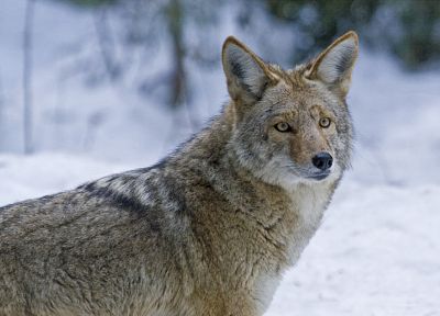 animals, coyote - random desktop wallpaper
