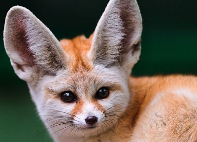 animals, arctic fox - random desktop wallpaper