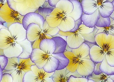 flowers, pansies - duplicate desktop wallpaper
