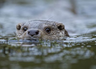 otters, rivers - random desktop wallpaper