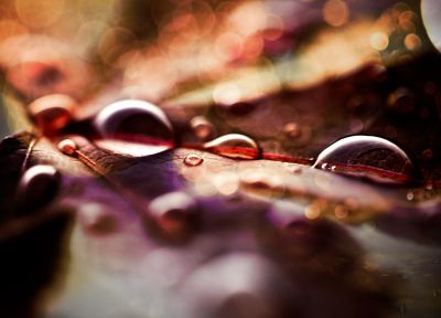 nature, water drops, macro - desktop wallpaper