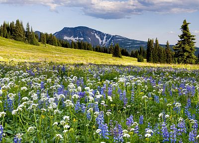mountains, landscapes, flowers, meadows - related desktop wallpaper