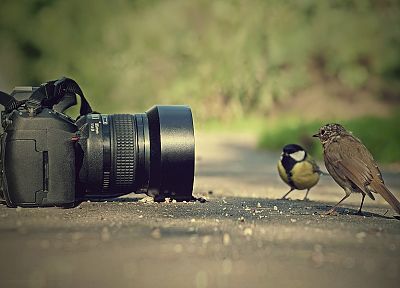 birds, cameras - desktop wallpaper