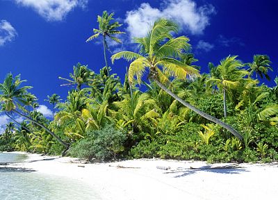water, clouds, landscapes, nature, trees, palm trees, beaches - random desktop wallpaper