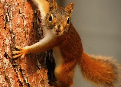 trees, animals, outdoors, squirrels - desktop wallpaper