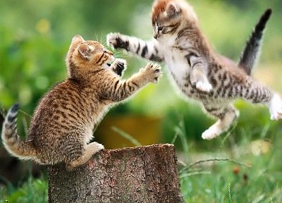 cats, animals, grass, kittens, tree trunk - related desktop wallpaper