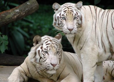 animals, tigers, white tiger - random desktop wallpaper